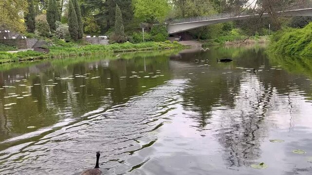  Park with pond footage. Green leaves on the surface of water. Trees and building reflections on the water mirror. Planten un Blomen park in Hamburg, Germany. Canadian goose flying to the bridge.