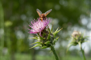 Silybum marianum Milk Thistle