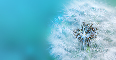 Fluffy dandelion on blue background, macro
