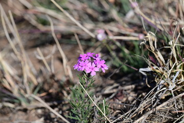 flower in the forest