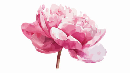 Pink peony watercolor floral drop isolated on white b