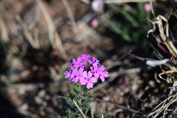 flowers in the forest