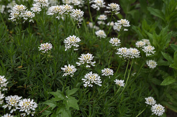 White blooming flower (Iberis sempervirens) seen in early spring.