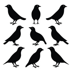 Set of Myna animal black Silhouette Vector on a white background