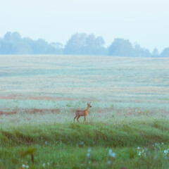 deer on the field