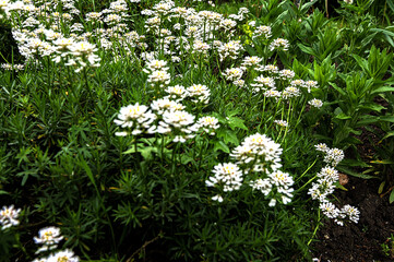 White blooming flower (Iberis sempervirens) seen in early spring.