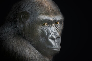 Close-Up of a Gorilla in Dark Background