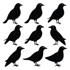 Set of Myna animal black Silhouette Vector on a white background