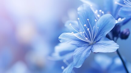 a blue flower, with the petals in full bloom.