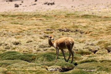 Small Andean llamas in the Andes of Peru