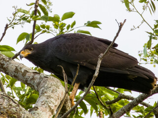 Common Black Hawk Buteogallus anthracinus in Costa Rica