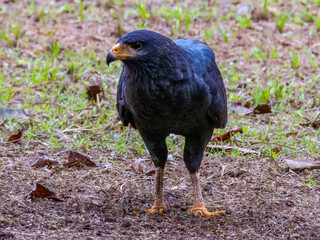 Common Black Hawk Buteogallus anthracinus in Costa Rica