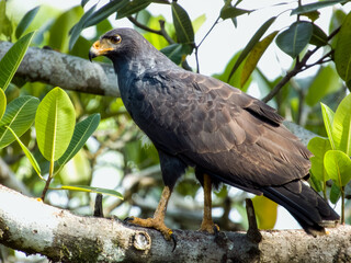 Common Black Hawk Buteogallus anthracinus in Costa Rica