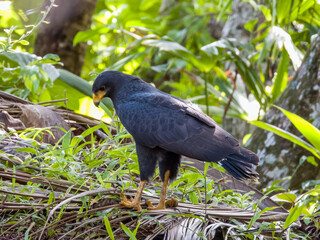 Common Black Hawk Buteogallus anthracinus in Costa Rica