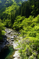 新緑に映える野フジ咲く渓谷