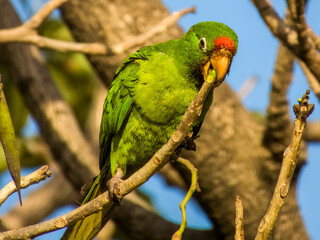 Crimson-fronted Parakeet Psittacara finschi in Costa Rica