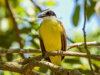 Fototapeta premium Great Kiskadee Pitangus sulphuratus in Costa Rica