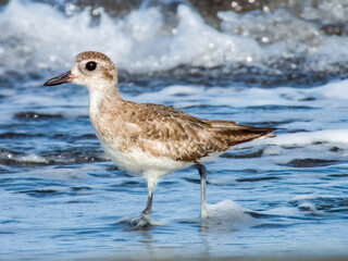 Grey Plover Pluvialis squatarola in Costa Rica
