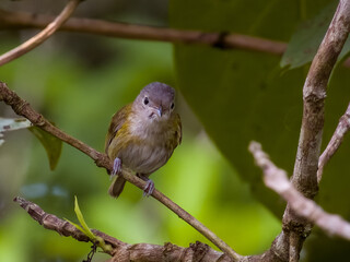 Lesser Greenlet Pachysylvia decurtata in Costa Rica
