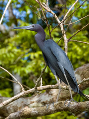 Little Blue Heron Egretta caerulea in Costa Rica
