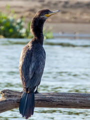Neotropic Cormorant Nannopterum brasilianum in Costa Rica