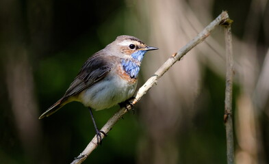 robin on a branch