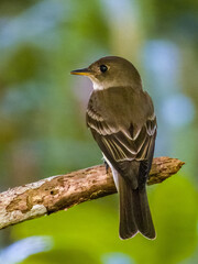 Northern Tropical Pewee Contopus bogotensis in Costa Rica