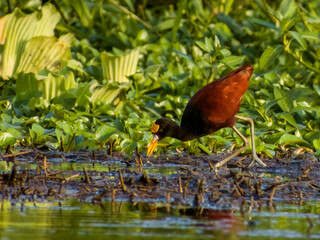 Northern Jacana Jacana spinosa in Costa Rica