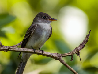 Northern Tropical Pewee Contopus bogotensis in Costa Rica