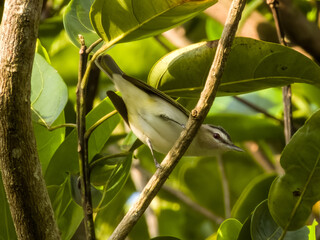 Red-eyed Vireo Vireo olivaceus in Costa Rica