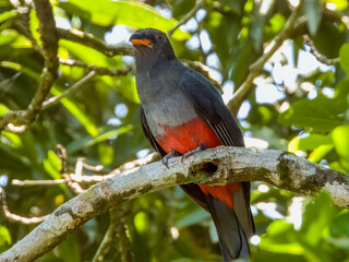 Slaty-tailed Trogon Trogon massena in Costa Rica