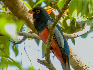 Slaty-tailed Trogon Trogon massena in Costa Rica