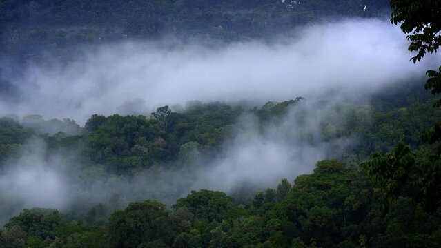 Mountains in clouds at evening in summer. mountain peak with green trees in fog. Beautiful landscape with high mountains, forest, sky. munnar  kerala 
mountain valley and low clouds flying
