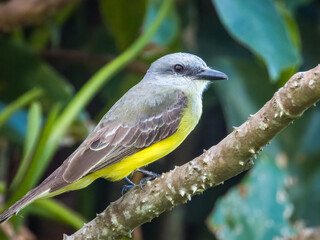 Tropical Kingbird Tyrannus melancholicus in Costa Rica