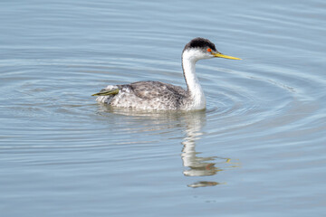 Western Grebe