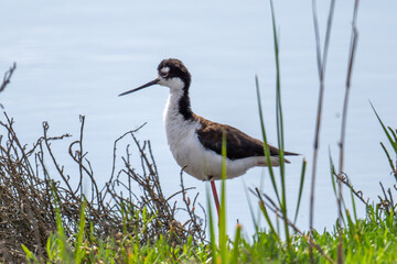 Black-necked Stilt