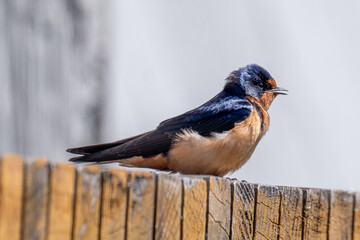 Barn Swallow