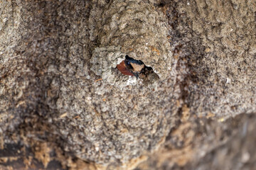 Cliff Swallow in nest