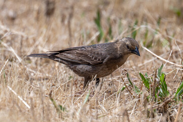 Brown-headed Cowbird on ground