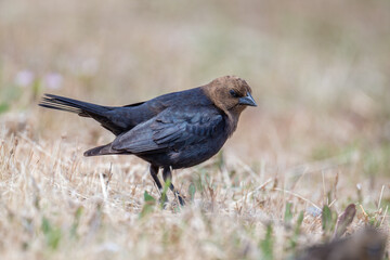 Brown-headed Cowbird on ground