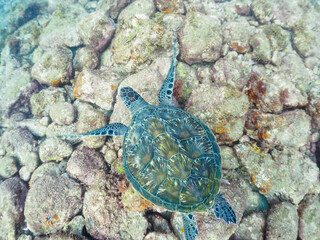 Obraz premium ゆったり泳ぐ美しく大きなアオウミガメ（ウミガメ科）。日本国静岡県伊豆半島賀茂郡南伊豆町中木から渡し船で渡るヒリゾ浜にて。 2022年夏水中撮影。The Beautiful and large green sea turtle (Chelonia mydas, family Turtles).Hirizohama beach, by ferry from Nakagi, Minami-