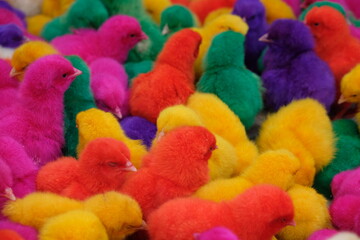 colorfully painted chicks. pets. popular in Asia. purple, green, yellow, orange, blue, red chicks.