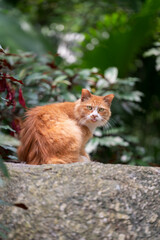Orange kitten on outdoor rock