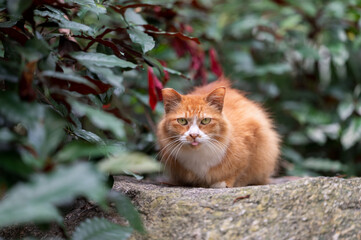 Orange kitten on outdoor rock