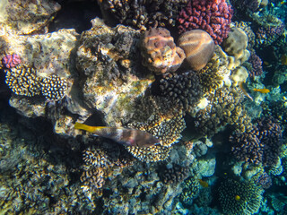 Beautiful fish in the coral reef of the Red Sea. Undersea world. Sea fish.