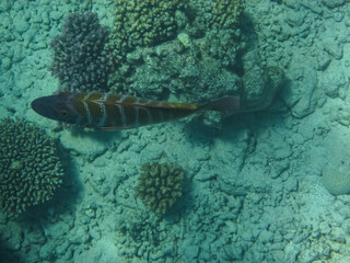Beautiful fish in the coral reef of the Red Sea. Undersea world. Sea fish.