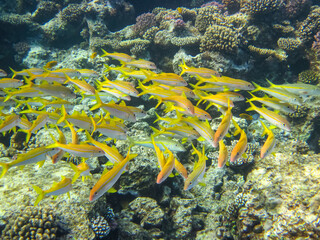 Beautiful fish in the coral reef of the Red Sea. Undersea world. Sea fish.