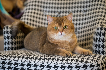 British shorthair cat lying on the couch looking at the camera