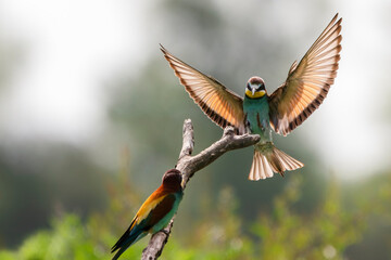 European bee-eater birds (Merops apiaster) landing on a perch at Isonzo river mouth nature reserve...
