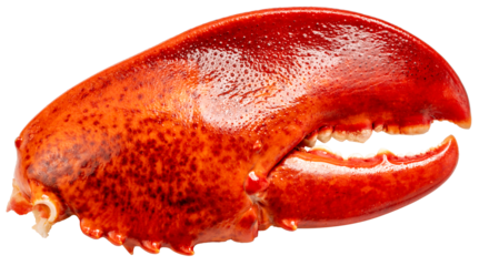 Red Cooked Claw Lobster isolated on white, Steam Canadian lobster isolated on white background PNG File.